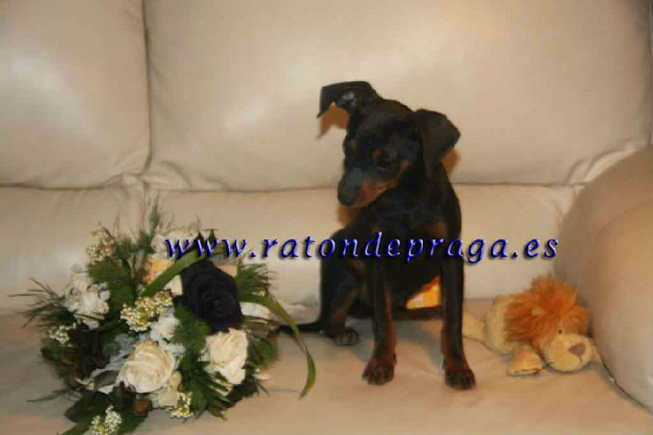 Pinscher Toy ocasion 250€