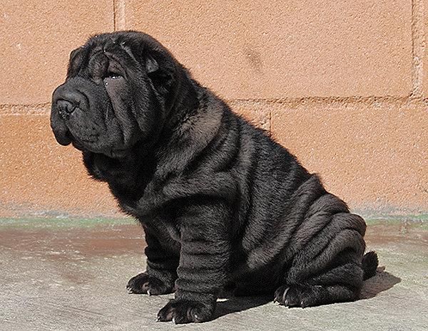 Shar Pei-Cachorros de varios colores