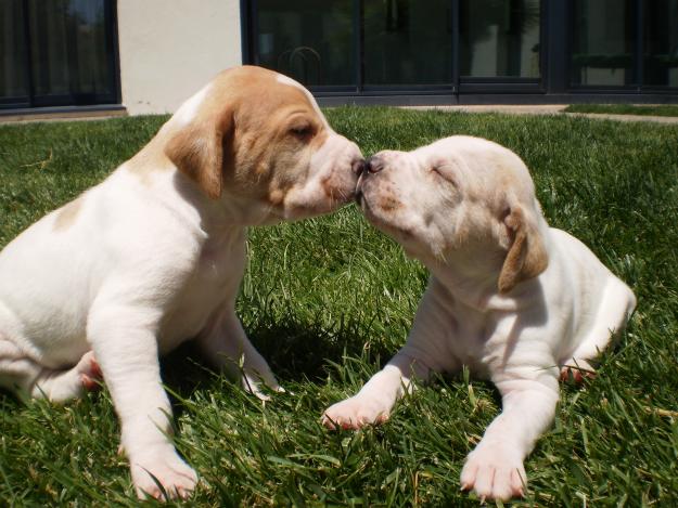 Vendo Pointers nacidos el 28 de mayo con pedigree y LOE, blancos y naranjas