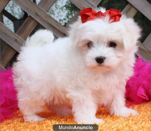 cachorro maltés para una buena hogares.