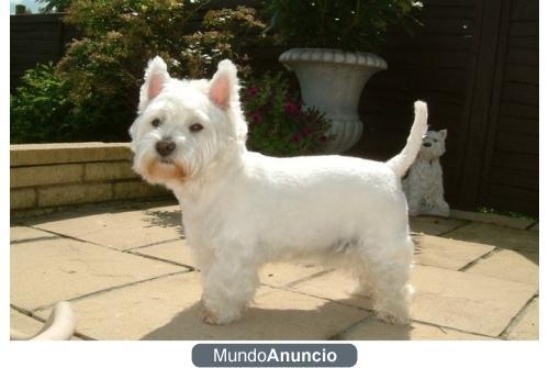 Cachorritos Westies, guapísimos y con Pedigree