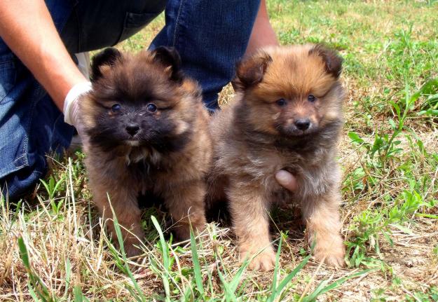 CACHORROS DE POMERANIA. La mascota perfecta.