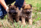 CACHORROS DE POMERANIA. La mascota perfecta. - mejor precio | unprecio.es