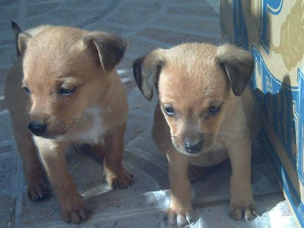 Fanny y Lucas, bomboncitos de mes y medio en adopción