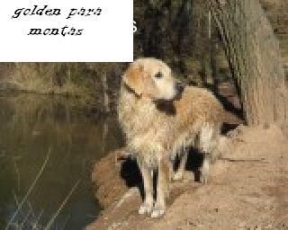 Golden retriever, perfectos como iniciacion