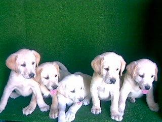 LABRADOR RETRIEVER, excelentes cachorros negros y amarillos