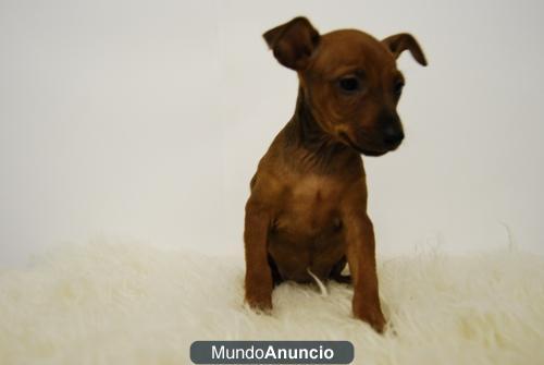 MINI PINCHER CANELA