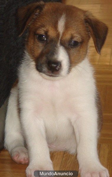 Preciosos Jack Russell