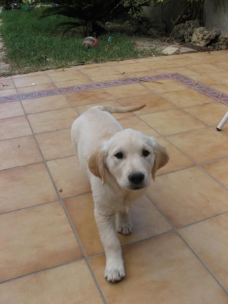 ULTIMA CACHORRITA GOLDEN RETRIEVER