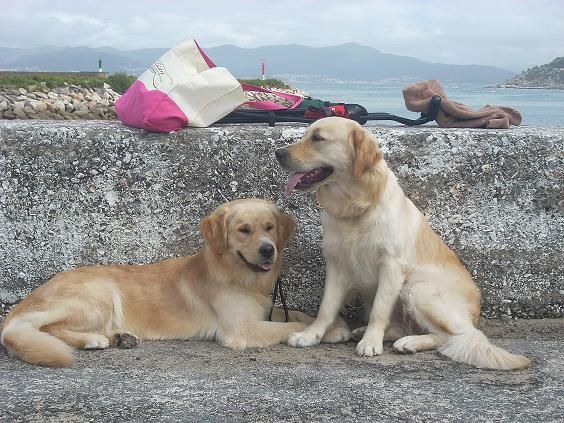 CAMADA DE GOLDEN RETRIEVER CON PEDIGREE