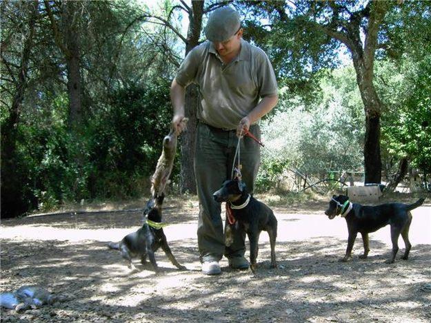 excelentes cachorros JAGD TERRIER con PEDIGREE