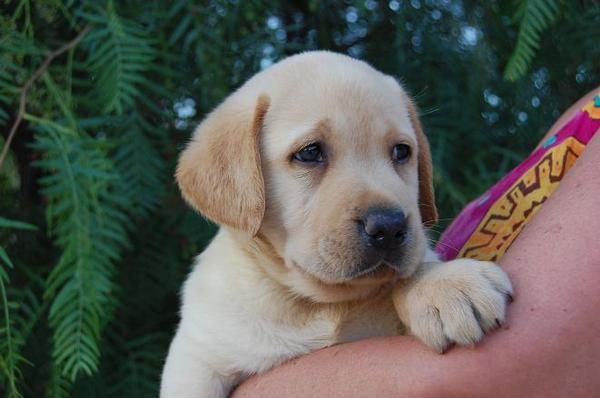 Excepcional cachorro macho de Labrador hijo Campeón de España