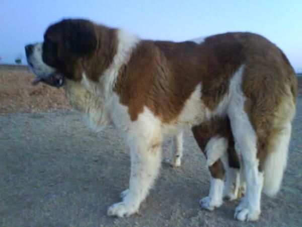 San Bernardos Cachorros en Toledo