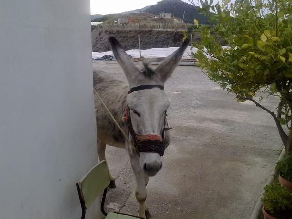 Vendo burro