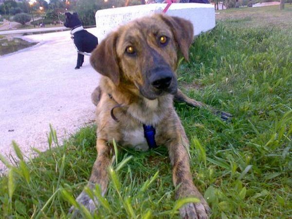 X CADA ANIMAL COMPRADO HAY OTRO INOCENTE SACRIFICADO. CIENTOS DE ANIMALES NO TIENEN HOGAR!