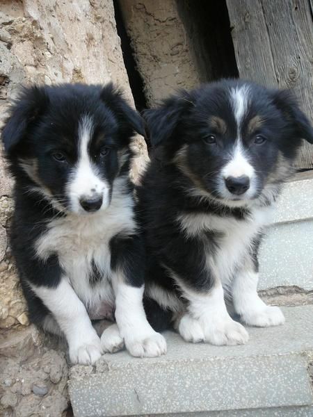 Border Collie Machos para entregar