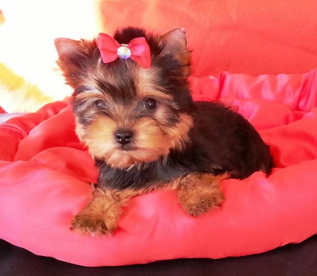 Cachorrito de Yorkshire Terrier listo para entregar