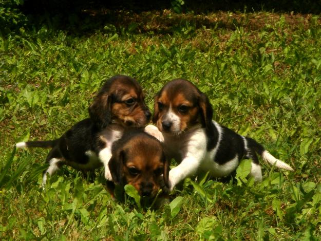 cachorros de beagle