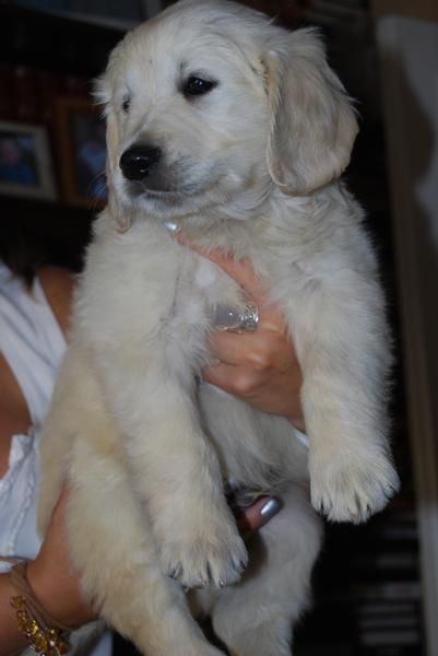 cachorros NACIONALES DE GOLDEN CON PEDIGREE DE LOE 390 EUROS