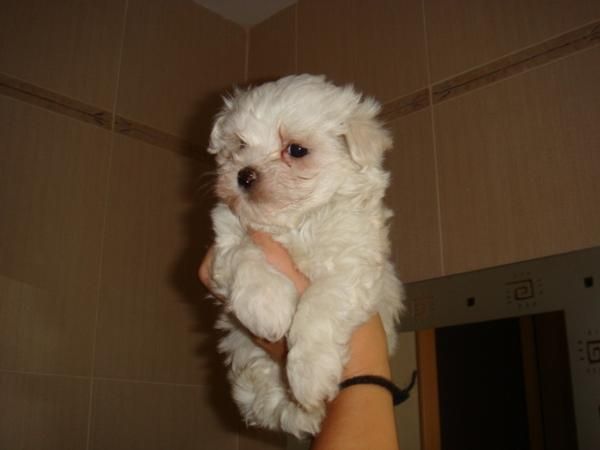 bichon maltes mini ultimo machito 400 eur