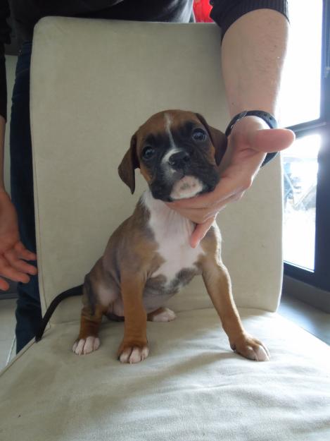 CACHORROS DE BOXER!!