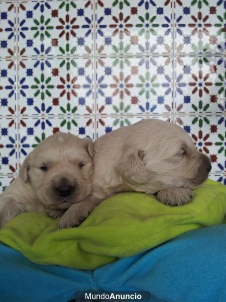Cachorros de Golden Retriever, nacidos en Tenerife con Loe.