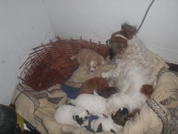 Cachorros tamaño pequeño en adopcion, solo quien venga a Cadiz a por ellos