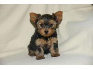 CACHORROS YORKSHIRE TERRIER