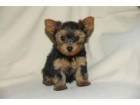 CACHORROS YORKSHIRE TERRIER - mejor precio | unprecio.es