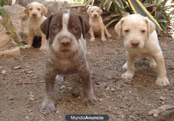 Se regalan gratis cachorros de cruce de braco