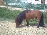 vendo poni muy bueno  con silla de montar nueva 500