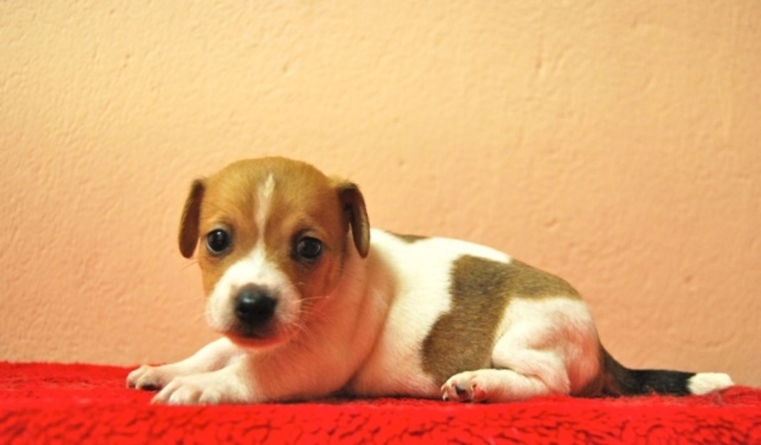 A 10 minutos de la capital, sus cachorros de jack russell terrier de pata corta/Nacionales