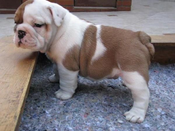 bulldog ingles con pedigre,microchip