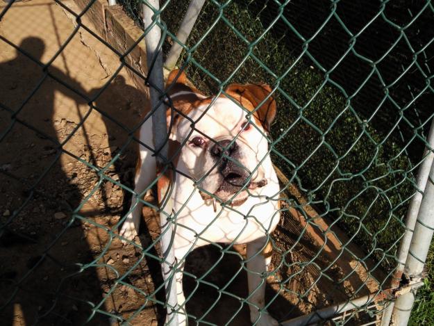 cachorros boxer super economicos