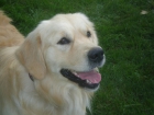 goldens retrievers 250€ - mejor precio | unprecio.es