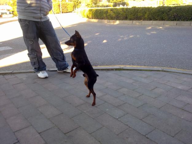 pinscher miniatura con pedigree de campeones