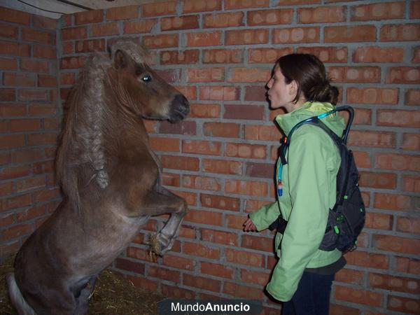 se vende pony MUY DOMADO