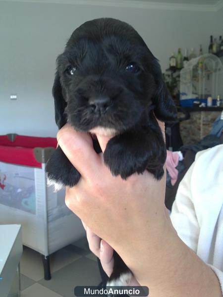 Vendo cachorros de Cocker Spaniel