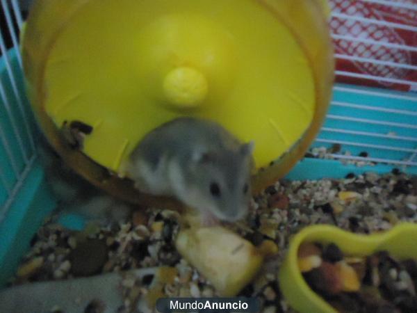 VENDO HAMSTER RUSO A 1 EUROS!  URGENTE!!