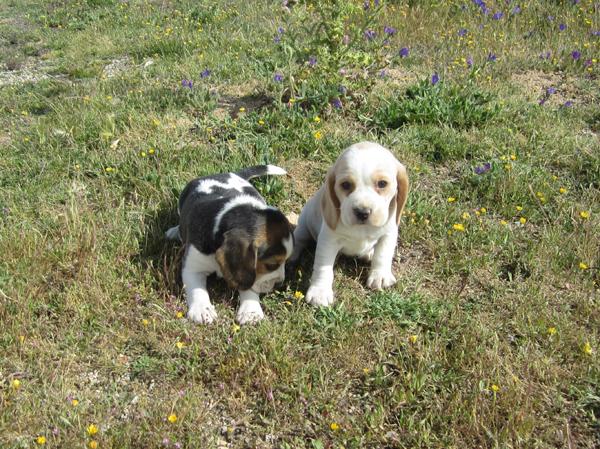 Beagles fantastica camada con pedigri.