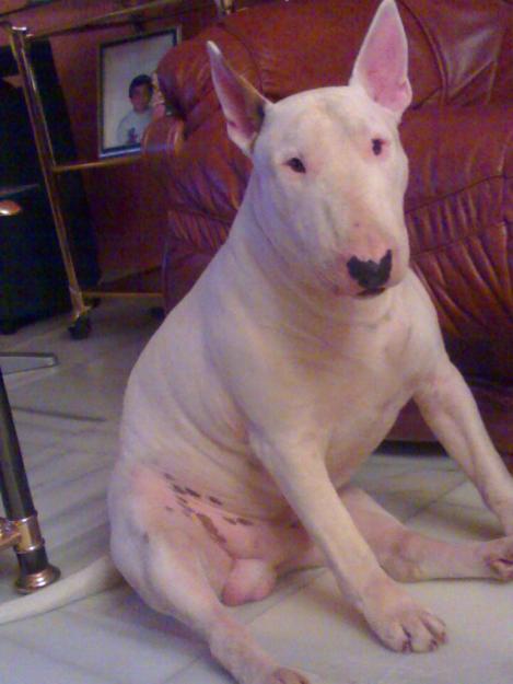 Bull Terrier se ofrece para monta