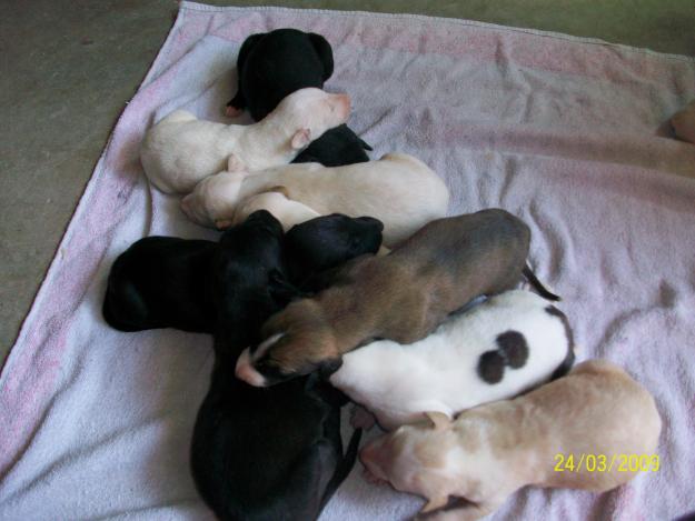 cachorros de galgos LISTOS PARA ENTREGAR