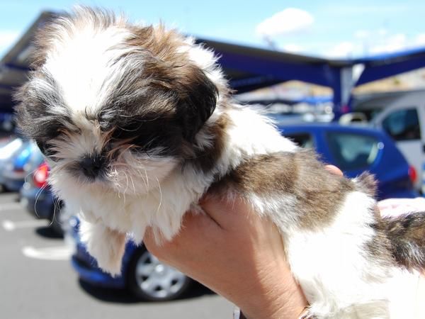 camada de SHIH TZU con PEDIGREE 450