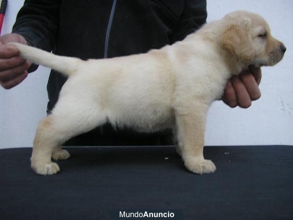 Excelente camad ade Labrador Retriever