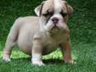 Lindo y saludable cachorros de Bulldog Inglés como un regalo - mejor precio | unprecio.es