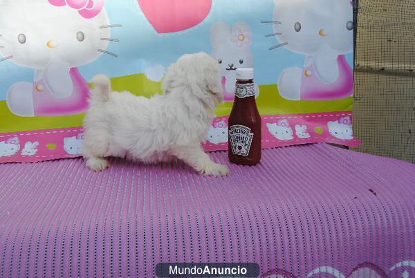 Preciosa camada bichon maltes, 350€