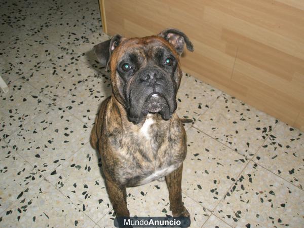 regalo cachorra de boxer