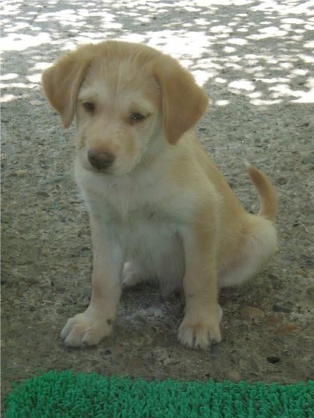 REGALO CACHORROS MESTIZOS