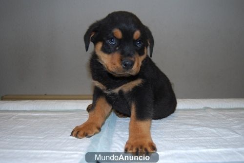 Rottweiler Excelentes Camadas