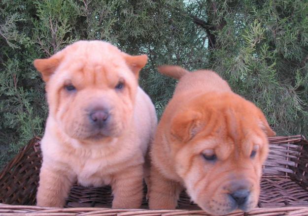 SHAR PEI,  MAGNÍFICOS EJEMPLARES  350€